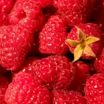 Red-raspberries