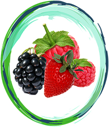 Forest Fruit Innovation